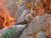 Black Footed Rock Wallaby - Blurred photo